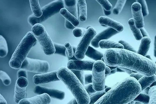 又一知名餐饮店被检测出大肠杆菌超标！